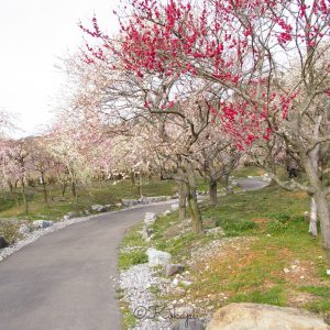 いなべ市農業公園、梅林公園、3月の春の花、三重県いなべ市の観光・撮影スポットの画像と写真