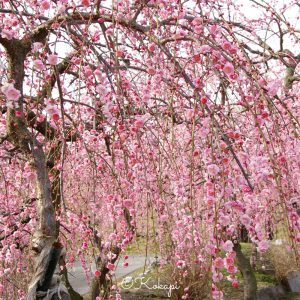 いなべ市農業公園、梅林公園、3月の春の花、三重県いなべ市の観光・撮影スポットの画像と写真