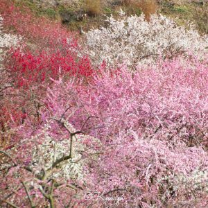 いなべ市農業公園、梅林公園、3月の春の花、三重県いなべ市の観光・撮影スポットの画像と写真