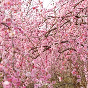 いなべ市農業公園、梅林公園、3月の春の花、三重県いなべ市の観光・撮影スポットの画像と写真