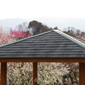 いなべ市農業公園、梅林公園、3月の春の花、三重県いなべ市の観光・撮影スポットの画像と写真