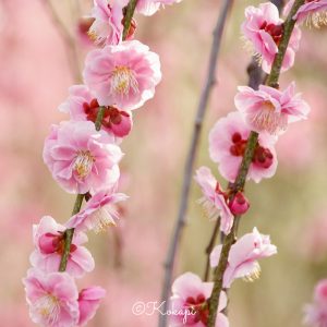 いなべ市農業公園、梅林公園、3月の春の花、三重県いなべ市の観光・撮影スポットの画像と写真