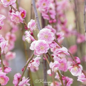 いなべ市農業公園、梅林公園、3月の春の花、三重県いなべ市の観光・撮影スポットの画像と写真