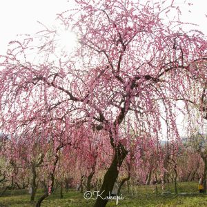 いなべ市農業公園、梅林公園、3月の春の花、三重県いなべ市の観光・撮影スポットの画像と写真