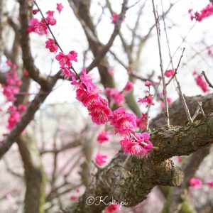 いなべ市農業公園、梅林公園、3月の春の花、三重県いなべ市の観光・撮影スポットの画像と写真