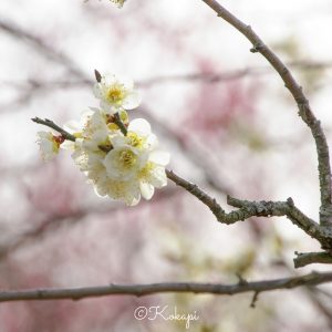 いなべ市農業公園、梅林公園、3月の春の花、三重県いなべ市の観光・撮影スポットの画像と写真