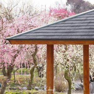 いなべ市農業公園、梅林公園、3月の春の花、三重県いなべ市の観光・撮影スポットの画像と写真