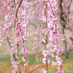 いなべ市農業公園、梅林公園、3月の春の花、三重県いなべ市の観光・撮影スポットの画像と写真