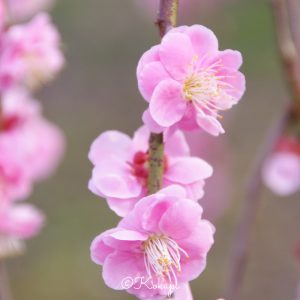 いなべ市農業公園、梅林公園、3月の春の花、三重県いなべ市の観光・撮影スポットの画像と写真