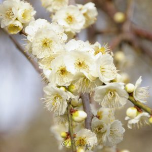 いなべ市農業公園、梅林公園、3月の春の花、三重県いなべ市の観光・撮影スポットの画像と写真