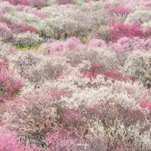 いなべ市農業公園、梅林公園、3月の春の花、三重県いなべ市の観光・撮影スポットの画像と写真