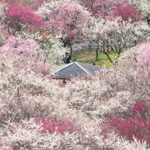 いなべ市農業公園、梅林公園、3月の春の花、三重県いなべ市の観光・撮影スポットの画像と写真