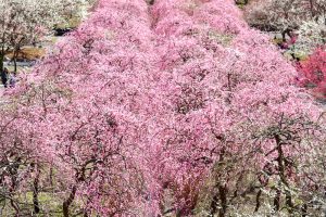 いなべ市農業公園、梅林公園、3月の春の花、三重県いなべ市の観光・撮影スポットの画像と写真