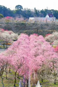 いなべ市農業公園、梅林公園、3月の春の花、三重県いなべ市の観光・撮影スポットの画像と写真