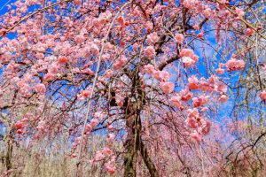いなべ市農業公園、梅林公園、3月の春の花、三重県いなべ市の観光・撮影スポットの画像と写真