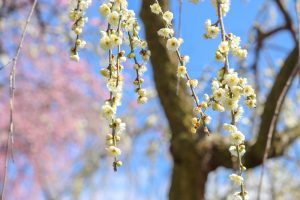いなべ市農業公園、梅林公園、3月の春の花、三重県いなべ市の観光・撮影スポットの画像と写真