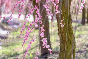 いなべ市農業公園、梅林公園、3月の春の花、三重県いなべ市の観光・撮影スポットの画像と写真