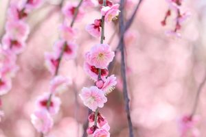 いなべ市農業公園、梅林公園、3月の春の花、三重県いなべ市の観光・撮影スポットの画像と写真