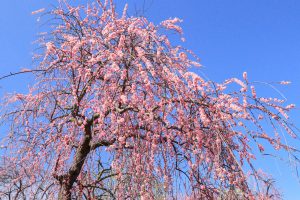 いなべ市農業公園、梅林公園、3月の春の花、三重県いなべ市の観光・撮影スポットの画像と写真