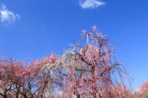 いなべ市農業公園、梅林公園、3月の春の花、三重県いなべ市の観光・撮影スポットの画像と写真