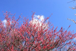 いなべ市農業公園、梅林公園、3月の春の花、三重県いなべ市の観光・撮影スポットの画像と写真