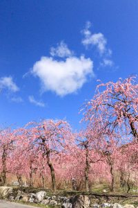 いなべ市農業公園、梅林公園、3月の春の花、三重県いなべ市の観光・撮影スポットの画像と写真