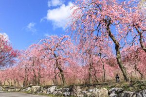 いなべ市農業公園、梅林公園、3月の春の花、三重県いなべ市の観光・撮影スポットの画像と写真