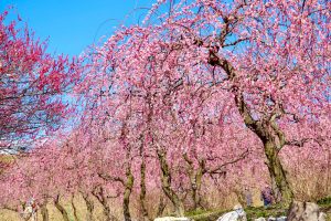 いなべ市農業公園、梅林公園、3月の春の花、三重県いなべ市の観光・撮影スポットの画像と写真