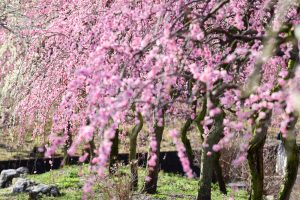 いなべ市農業公園、梅林公園、3月の春の花、三重県いなべ市の観光・撮影スポットの画像と写真