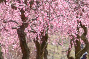 いなべ市農業公園、梅林公園、3月の春の花、三重県いなべ市の観光・撮影スポットの画像と写真
