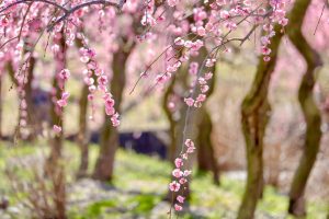 いなべ市農業公園、梅林公園、3月の春の花、三重県いなべ市の観光・撮影スポットの画像と写真
