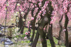 いなべ市農業公園、梅林公園、3月の春の花、三重県いなべ市の観光・撮影スポットの画像と写真