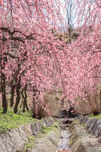 いなべ市農業公園、梅林公園、3月の春の花、三重県いなべ市の観光・撮影スポットの画像と写真