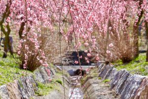 いなべ市農業公園、梅林公園、3月の春の花、三重県いなべ市の観光・撮影スポットの画像と写真