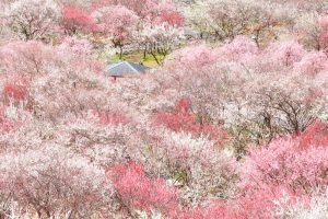 いなべ市農業公園、梅林公園、3月の春の花、三重県いなべ市の観光・撮影いなべ市農業公園、梅林公園、3月の春の花、三重県いなべ市の観光・撮影スポットの画像と写真