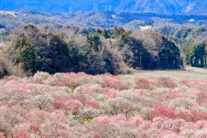 いなべ市農業公園、梅林公園、3月の春の花、三重県いなべ市の観光・撮影スポットの画像と写真