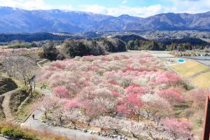 いなべ市農業公園、梅林公園、3月の春の花、三重県いなべ市の観光・撮影スポットの画像と写真