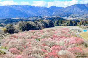 いなべ市農業公園、梅林公園、3月の春の花、三重県いなべ市の観光・撮影スポットの画像と写真