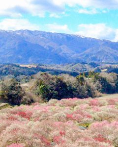 いなべ市農業公園、梅林公園、3月の春の花、三重県いなべ市の観光・撮影スポットの画像と写真