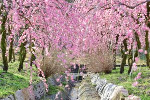いなべ市農業公園、梅林公園、3月の春の花、三重県いなべ市の観光・撮影スポットの画像と写真