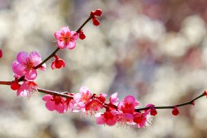 いなべ市農業公園、梅林公園、3月の春の花、三重県いなべ市の観光・撮影スポットの画像と写真