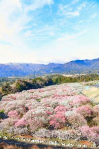 いなべ市農業公園、梅林公園、3月の春の花、三重県いなべ市の観光・撮影スポットの画像と写真