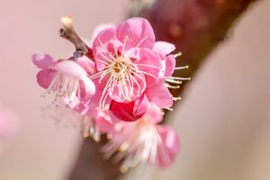いなべ市農業公園、梅林公園、3月の春の花、三重県いなべ市の観光・撮影スポットの画像と写真