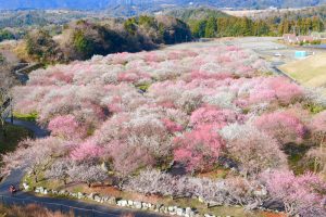 いなべ市農業公園、梅林公園、3月の春の花、三重県いなべ市の観光・撮影スポットの画像と写真