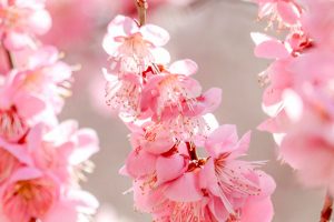 いなべ市農業公園、梅林公園、3月の春の花、三重県いなべ市の観光・撮影スポットの画像と写真