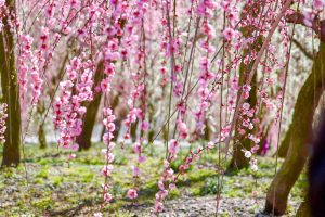 いなべ市農業公園、梅林公園、3月の春の花、三重県いなべ市の観光・撮影スポットの画像と写真