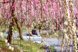 いなべ市農業公園、梅林公園、3月の春の花、三重県いなべ市の観光・撮影スポットの画像と写真