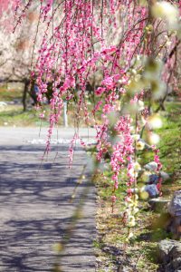 いなべ市農業公園、梅林公園、3月の春の花、三重県いなべ市の観光・撮影スポットの画像と写真