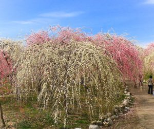 いなべ市農業公園、梅林公園、3月の春の花、三重県いなべ市の観光・撮影スポットの画像と写真