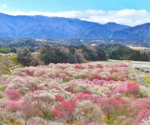 いなべ市農業公園、梅林公園、3月の春の花、三重県いなべ市の観光・撮影スポットの画像と写真